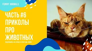 🔥ПРИКОЛЫ ПРО ЖИВОТНЫХ!🔥 (ЧАСТЬ №6) СМЕХ ДО СЛЁЗ!🤣 7 МИНУТ СМЕХА!