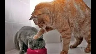 Funny Cats Compilation HD Part1 2013