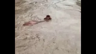 Flash Flood In Minnesota Sweep Away Cows