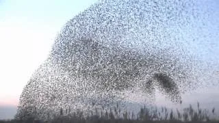 amazing starlings murmuration (full HD)