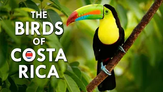 The Beautiful Birds Of Costa Rica | Animalogic Wild