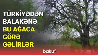 Balakənin inanc yeri olan ağac | Xəstə və uşaqlar buradan keçirlər