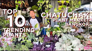 10 Trending Plants | Chatuchak Plant Market Bangkok Thailand