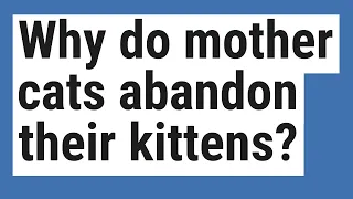 Why do mother cats abandon their kittens?