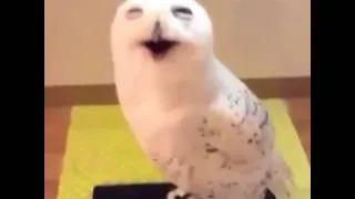 Animal Vines 73 | Can owl laugh like a man ?