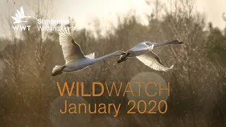 WWT Wildwatch Slimbridge - January 2020 | Bewick's Swan Champions: Winter Special