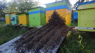 Первый рой пошел. Пересадка роя с ловушки в улей.Honey. beekeeping