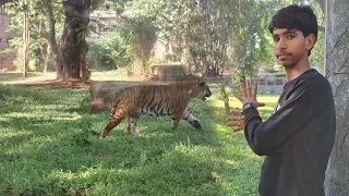 Tiger Ne Dara Diya 😅 Zoo Me 🐅