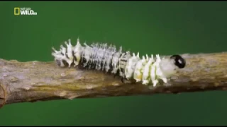Удивительные насекомые (Павлиноглазка атлас)