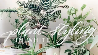 MINIMALIST PLANT STYLING IN WHITE | How I style my indoor plants in a variety of white pots