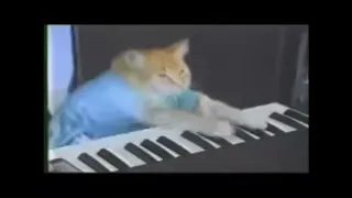 RIP KEYBOARD CAT MAY HE BE WHITEN OUR HEARTS