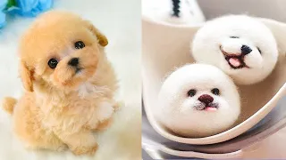 Tik Tok Chó Phốc Sóc Mini | Funny and Cute Pomeranian Videos #42