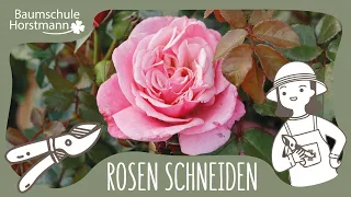 Rosen schneiden - 8 Tipps und Tricks für Anfänger