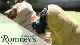 TEST: Anti Stink Bademantel Siccaro Wet Dog von Romney's