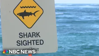 Apparent shark attack injures 11-year-old girl off Hawaii shore