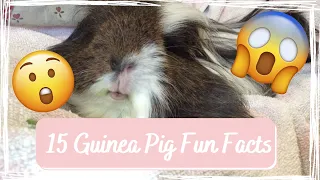 15 Guinea Pig Fun Facts! | GuineaLove