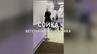 Ветеринарная Клиника в Одинцово Сойка