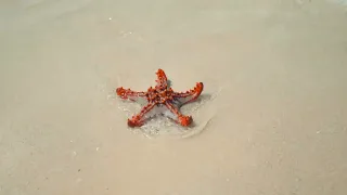 ШИКАРНЫЙ ОТДЫХ. БЕЛОСНЕЖНЫЙ ПЛЯЖ. МАЛЬДИВЫ. BEAUTIFUL BEACH. RELAXATION. MALDIVES.