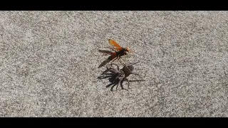 Huntsman Spider Wasp vs.  Wolf Spider