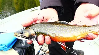 Fall Brook Trout Fishing