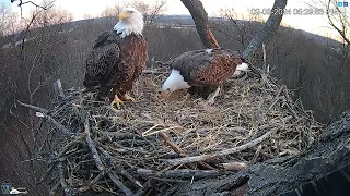 Hanover, PA Live Streaming Bald Eagle Nest Webcam   HDOnTap com — Mozilla Firefox 2024 02 08 17 28 1