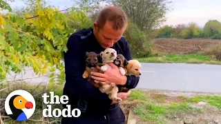 Guy Sees Puppies Dumped On Busy Highway | The Dodo