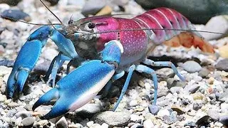 Pearl Lobster: Why Pearl Lobsters Are So Expensive | So Expensive Food Insider | Insider Business