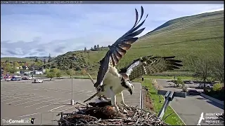 Hellgate Canyon Ospreys ~ Iris Reveals Her Intent To Louis, May 15, 2022