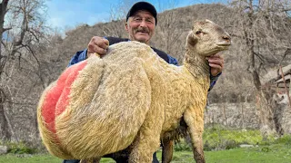 Butchering A Very Fat Lamb! Picnic in Nature with a Barbecue of Fresh Meat