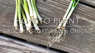 How To Plant Grocery Store Green Onions | Regrowing Kitchen Scraps
