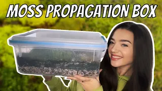 DIY Moss Propagation Box - Harvest and Grow Your Own Moss