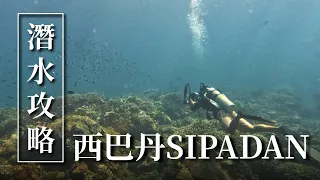 西巴丹潛水全攻略！世界十大潛點名不虛傳！Diving in Sipadan