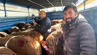 BİR KAMYON SİMENTAL DANA ALDIK AŞILARI YAPILDI