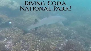 Diving with SHARKS in Coiba National Park! Ep. 59 - Sailing New Horizons