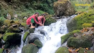 getting nettle || lajimbudha ||