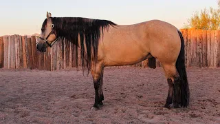 “Hollywood” 2024 Cowgirl Cadillacs - Consigned by Ashley Bosack