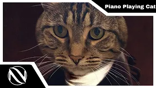 🐱 Piano Playing Cat (Remix) | SUBTITULADO EN ESPAÑOL | The Kiffness x Mozart Cat