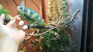 Veiled Chameleon handling 101-