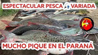 IMPRESIONANTE PESCA!!! Fuimos al Paraná Bravo casi Río Uruguay y tuvimos una variada excelente