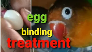 Treatment for egg binding birds |African love birds🦜|fnr:vlog