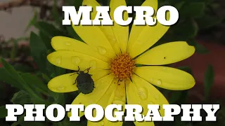 5 Must Know MACRO Close UP Photography Tips using Canon G11 Setting 2021