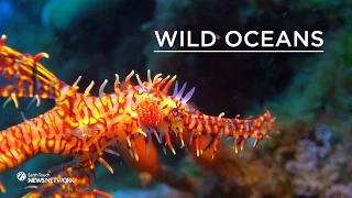 The weird world of seahorses and pipefish