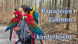 Papageien zähmen  - Kinderleicht
