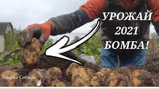 🥔 ВЫСОКАЯ УРОЖАЙНОСТЬ КАРТОФЕЛЯ СОРТА АМЕРИКАНКА В ПИРАМИДАХ. КОПАЮ УРОЖАЙ ВМЕСТЕ С ПОДПИСЧИКАМИ 🤗