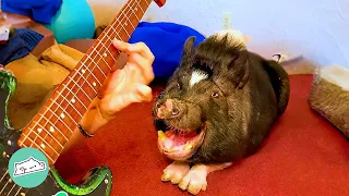 Huge Pig Loves Dancing And Zooming To Man's Guitar | Cuddle Buddies