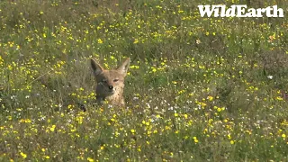 WildEarth - Sunset Safari - 16 Sep 2022