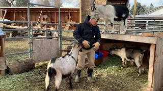 Why You Should NOT Play With Your Goats