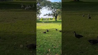 beautiful duck and cockatoo #satisfying #birdsounds #2024 #asmr #birdlovers #birds #trending #park