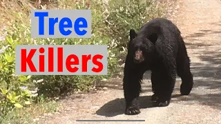 Bears Killing Trees and Entire Forests - a Quickly Escalating Problem