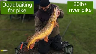 Deadbaiting for pike - mid 20lb hard fighting river pike